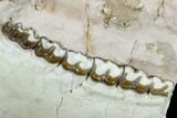 Oreodont (Merycoidodon) Jaw Section - Wyoming #114029-2